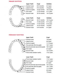 The Emergence of Teeth Into the Mouth in Piedmont, CA | Piedmont ...