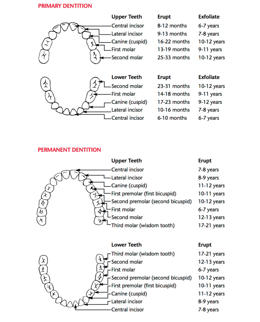 Teeth Eruption Chart